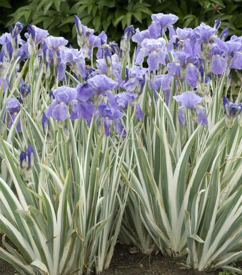 Iris pallida 'Albo Variegata'